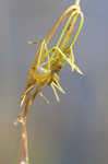 Eastern purple bladderwort